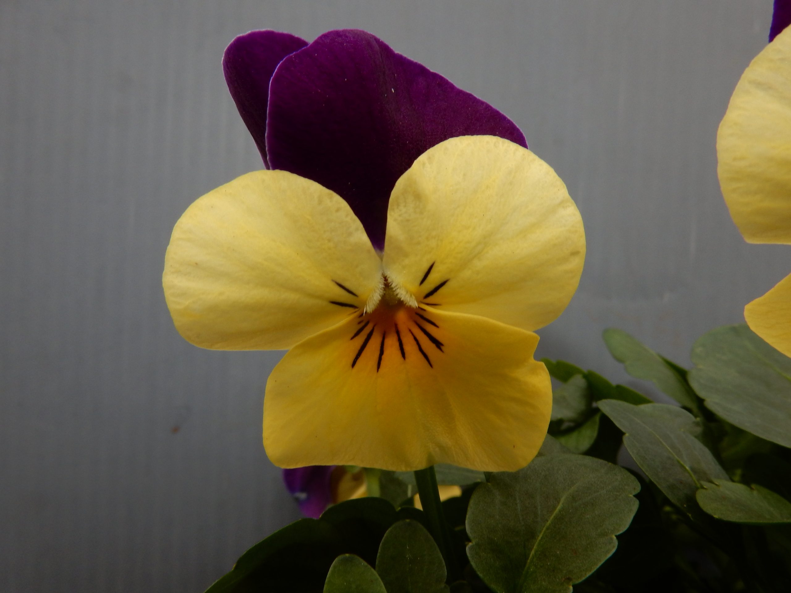 klep Gelijkmatig Worstelen Viool cornuta kleinbloemig geel met paars 18 stuks – De Bloeiende Kas